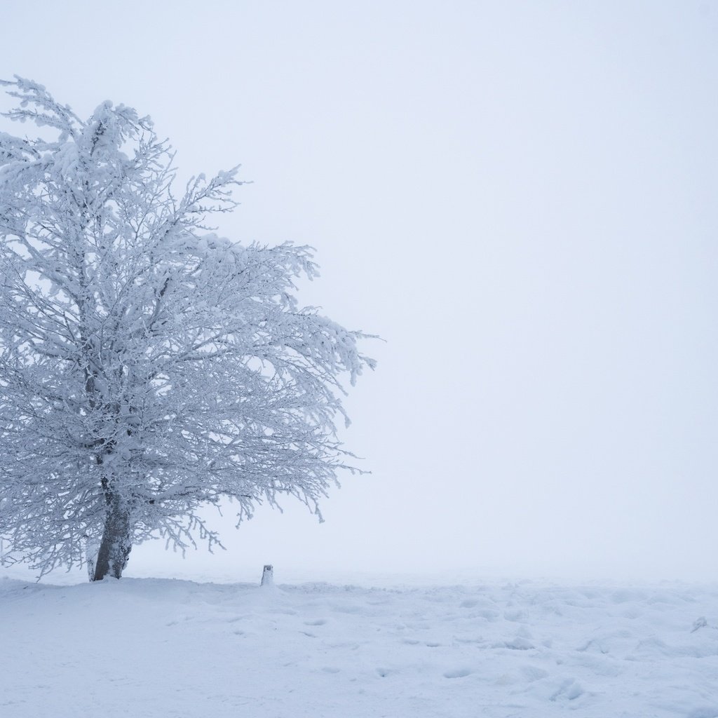 Обои снег, дерево, зима, туман, snow, tree, winter, fog разрешение 3840x2160 Загрузить