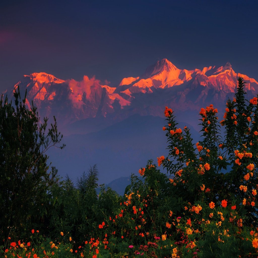 Обои цветы, горы, закат, кусты, гималаи, непал, flowers, mountains, sunset, the bushes, the himalayas, nepal разрешение 2048x1320 Загрузить
