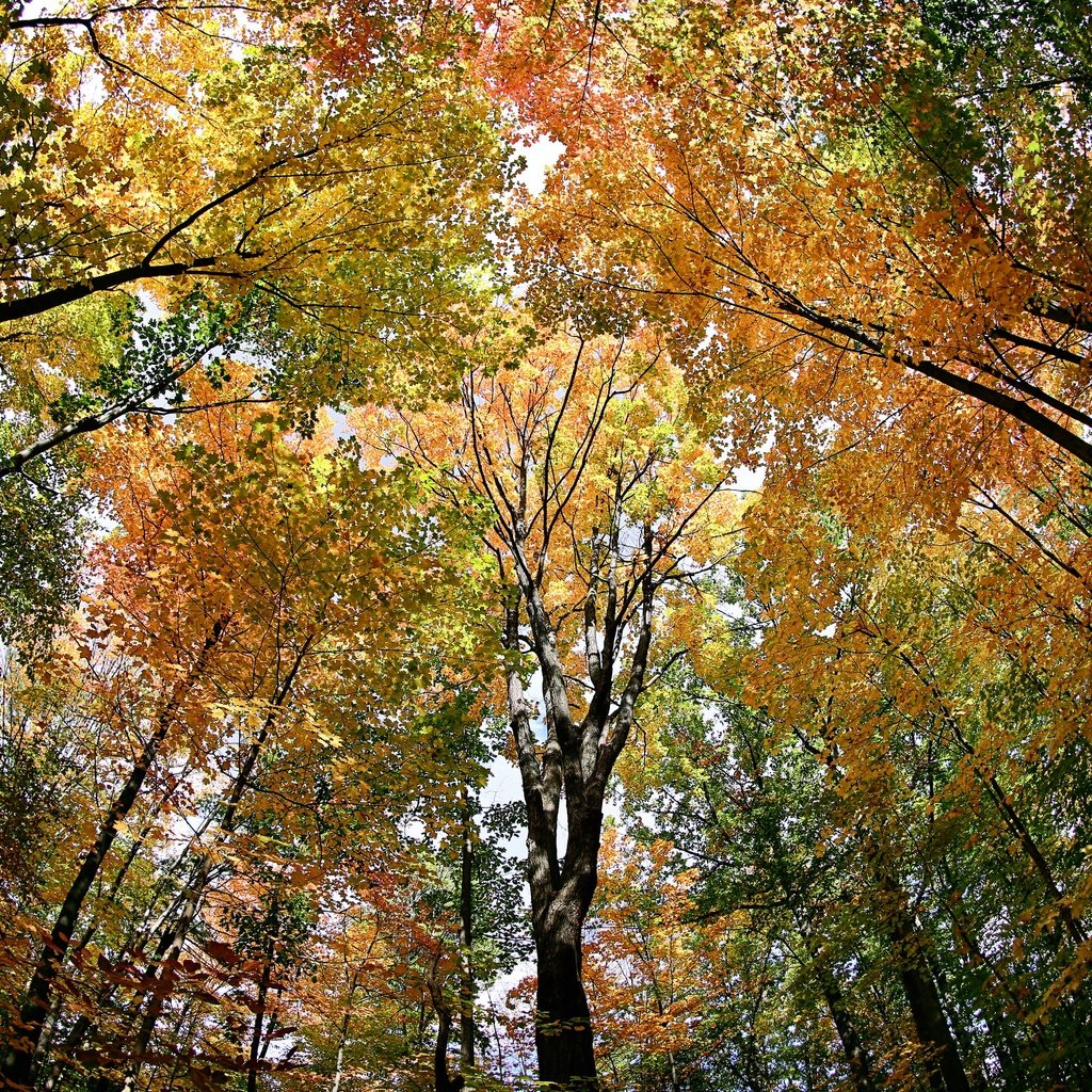 Обои деревья, лес, листья, осень, trees, forest, leaves, autumn разрешение 3072x2048 Загрузить