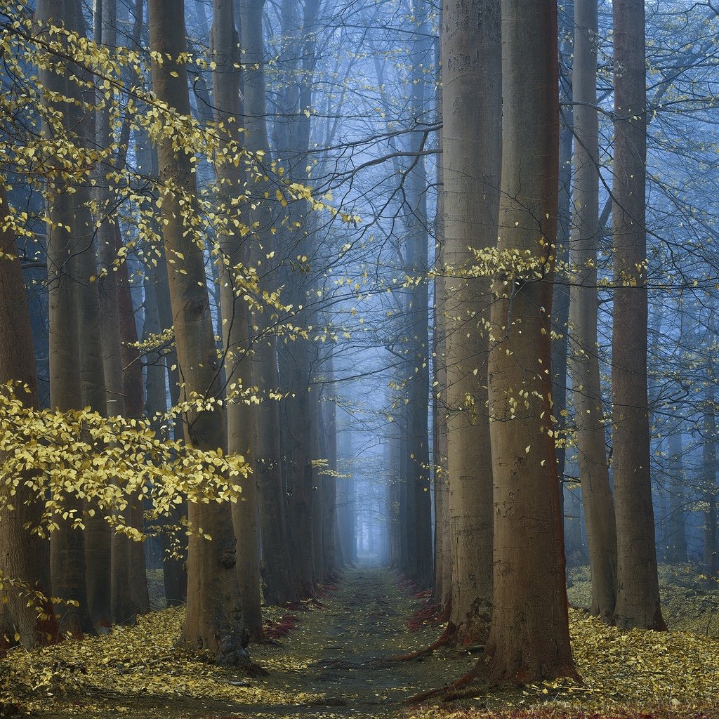 Обои деревья, природа, лес, утро, туман, осень, trees, nature, forest, morning, fog, autumn разрешение 2048x1365 Загрузить