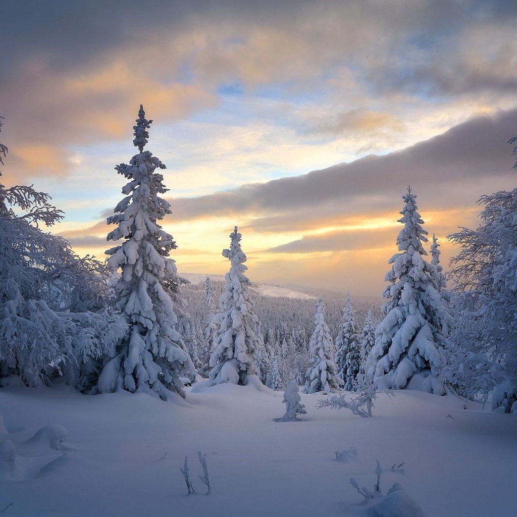 Обои деревья, снег, лес, зима, россия, ели, тайга, trees, snow, forest, winter, russia, ate, taiga разрешение 1920x1153 Загрузить