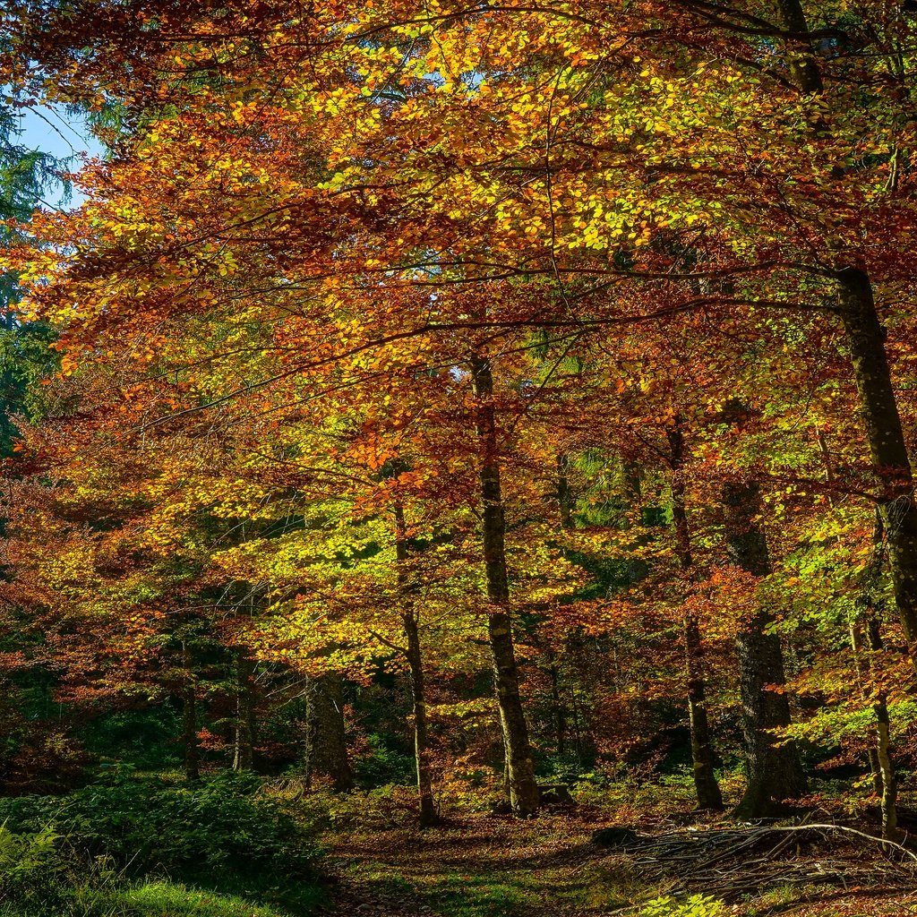 Обои лес, листва, осень, краски осени, forest, foliage, autumn, the colors of autumn разрешение 3840x2160 Загрузить