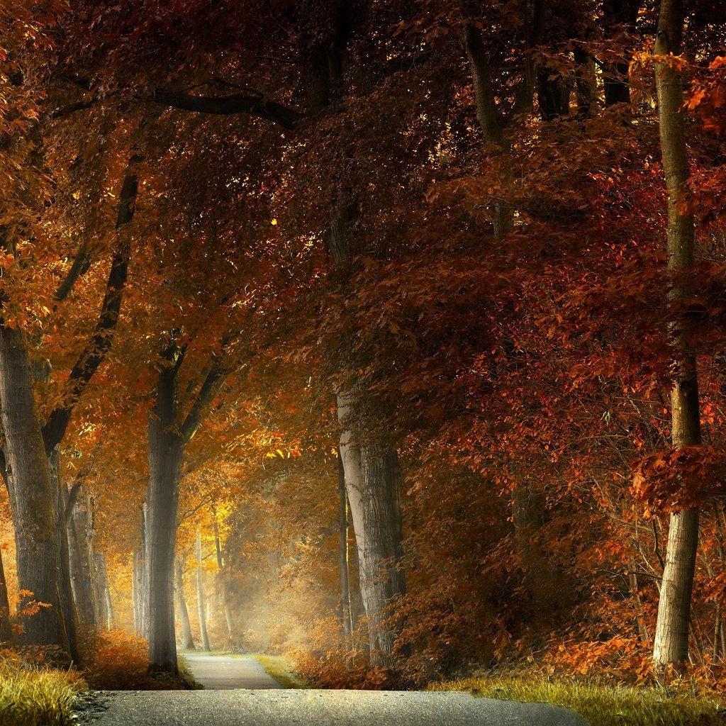 Обои лес, осень, forest, autumn разрешение 2048x1365 Загрузить