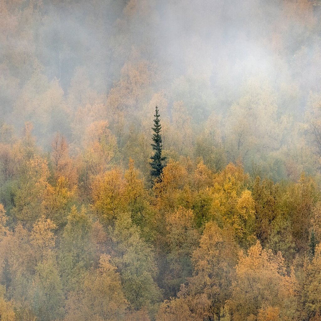 Обои лес, туман, осень, канада, юкон, forest, fog, autumn, canada, yukon разрешение 1920x1080 Загрузить
