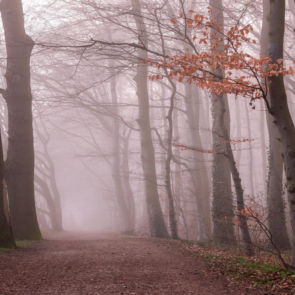 Обои лес, утро, туман, ветки, листва, осень, forest, morning, fog, branches, foliage, autumn разрешение 3840x2160 Загрузить