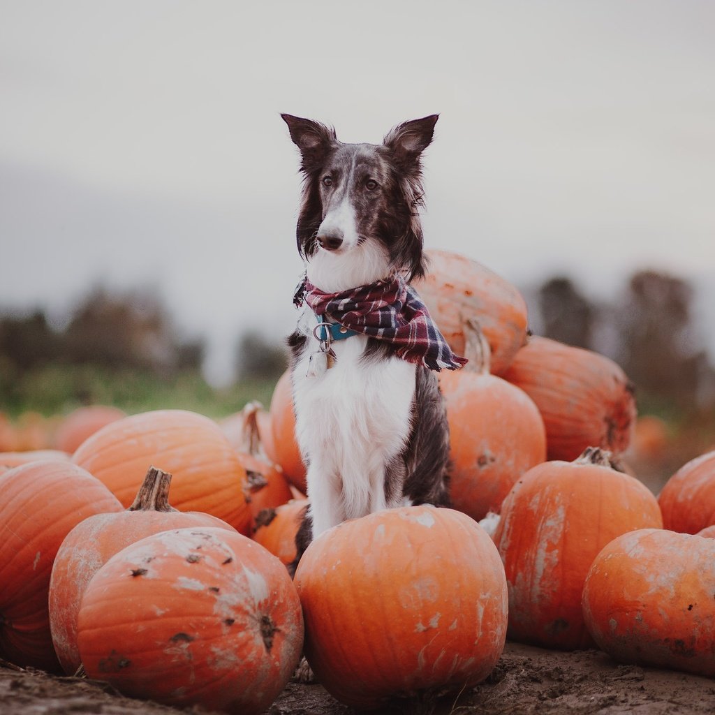 Обои осень, собака, тыквы, autumn, dog, pumpkin разрешение 2047x1365 Загрузить