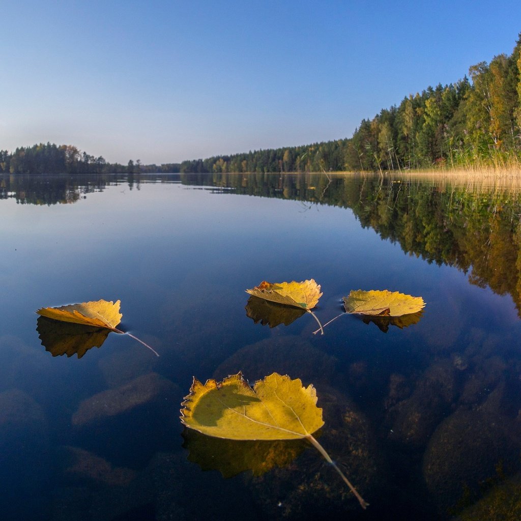 Обои озеро, лес, листья, отражение, осень, финляндия, lake, forest, leaves, reflection, autumn, finland разрешение 2560x1440 Загрузить