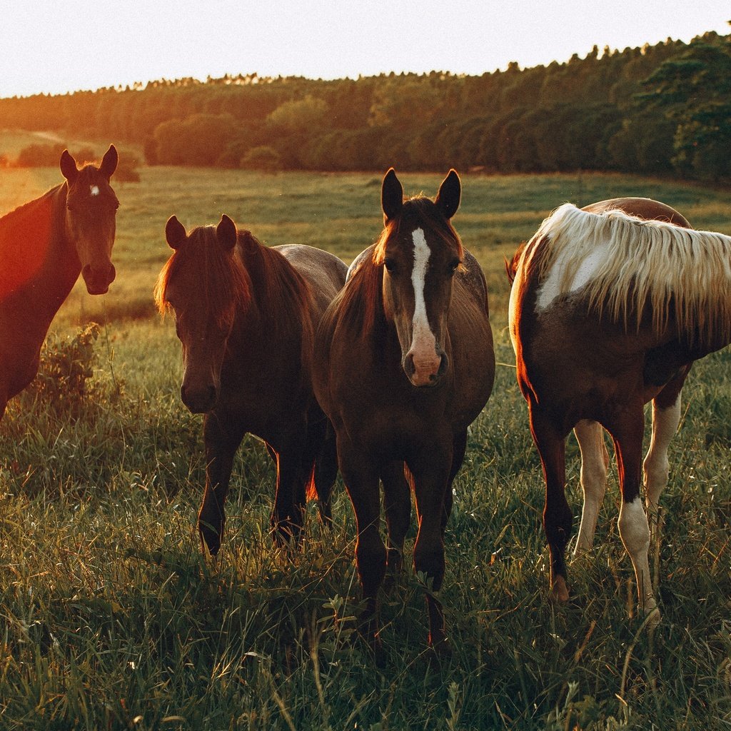 Обои поле, лошади, кони, солнечный свет, field, horse, horses, sunlight разрешение 3840x2160 Загрузить
