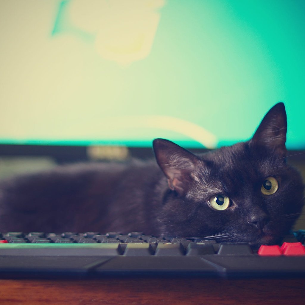 Обои поза, компьютер, кот, мордочка, кошка, взгляд, черный, лежит, монитор, клавиатура, keyboard, pose, computer, cat, muzzle, look, black, lies, monitor разрешение 2000x1348 Загрузить