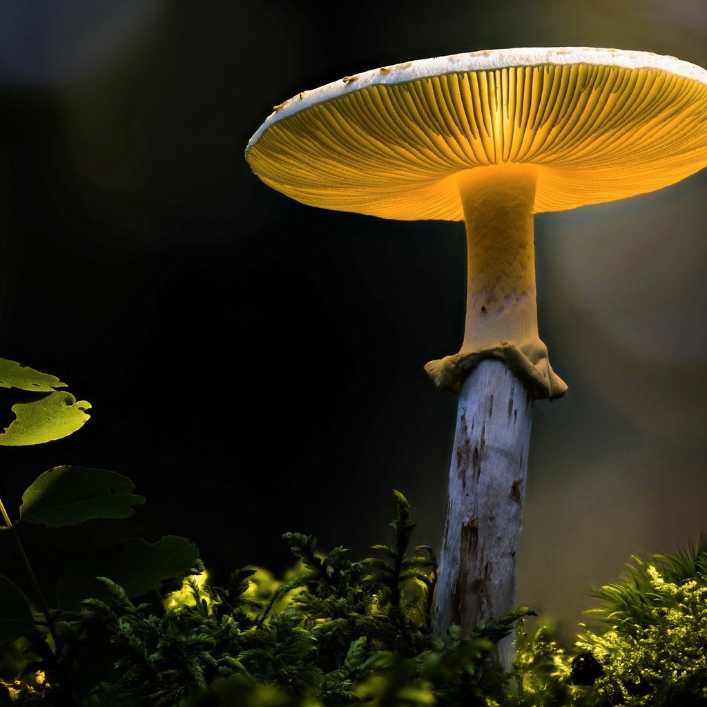 Обои природа, гриб, nature, mushroom разрешение 3840x2160 Загрузить
