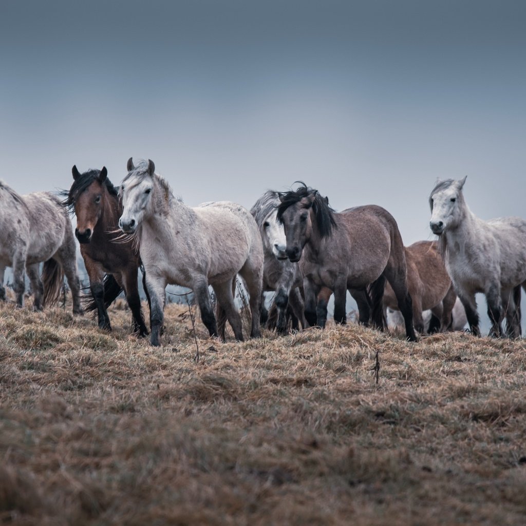 Обои природа, кони, табун, nature, horses, the herd разрешение 3840x2160 Загрузить