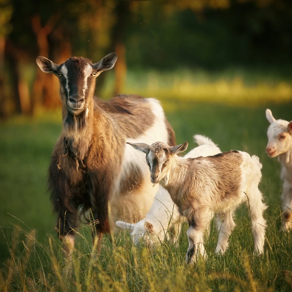 Обои природа, лето, козы, nature, summer, goats разрешение 2048x1366 Загрузить