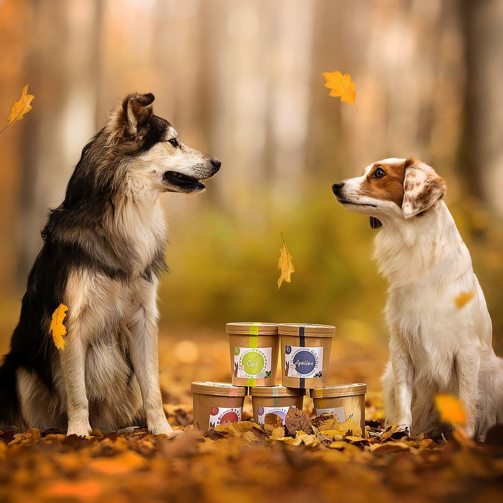 Обои природа, осень, собаки, nature, autumn, dogs разрешение 2039x1359 Загрузить