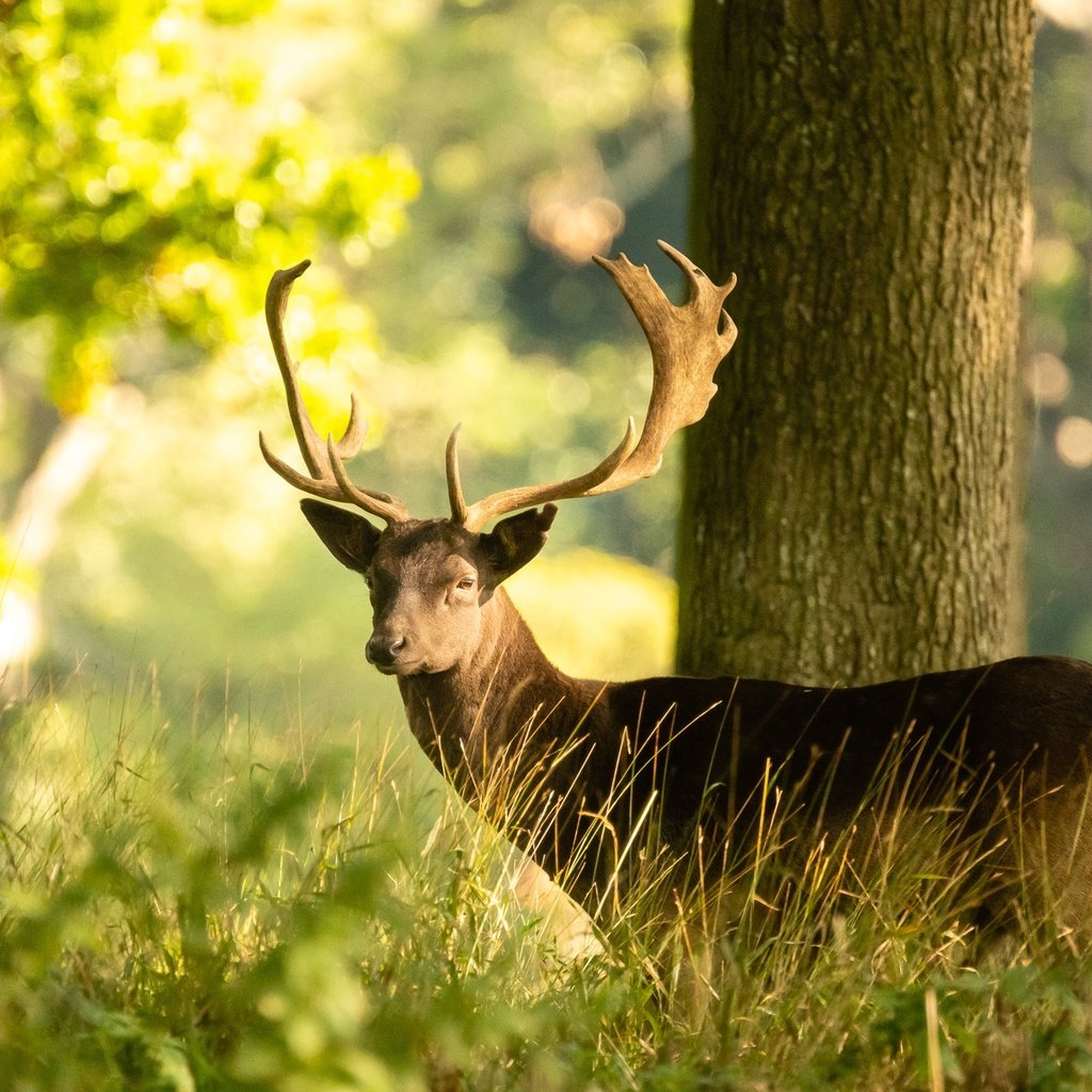 Обои свет, трава, дерево, лес, олень, лето, взгляд, боке, light, grass, tree, forest, deer, summer, look, bokeh разрешение 2048x1365 Загрузить