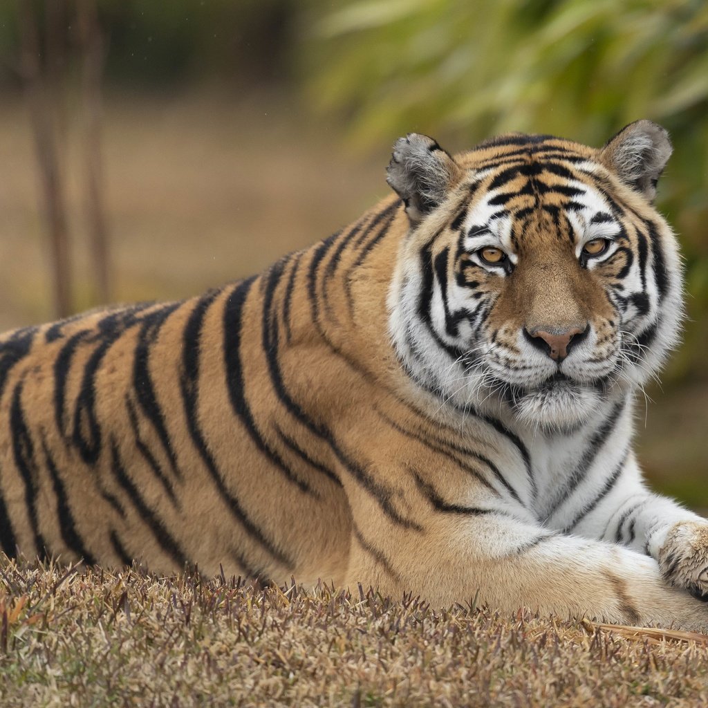Обои тигр, взгляд, лежит, отдых, tiger, look, lies, stay разрешение 4930x3310 Загрузить