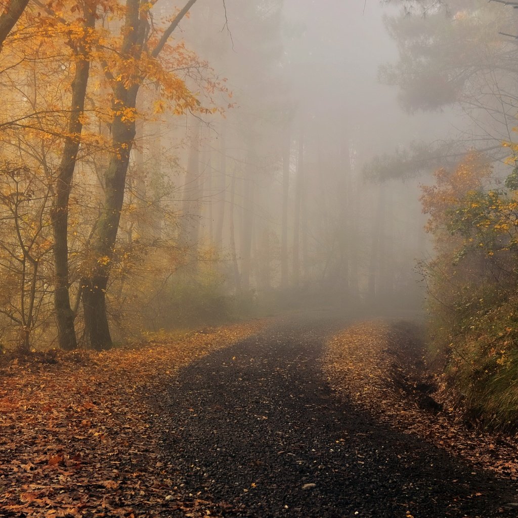 Обои туман, осень, fog, autumn разрешение 3840x2160 Загрузить