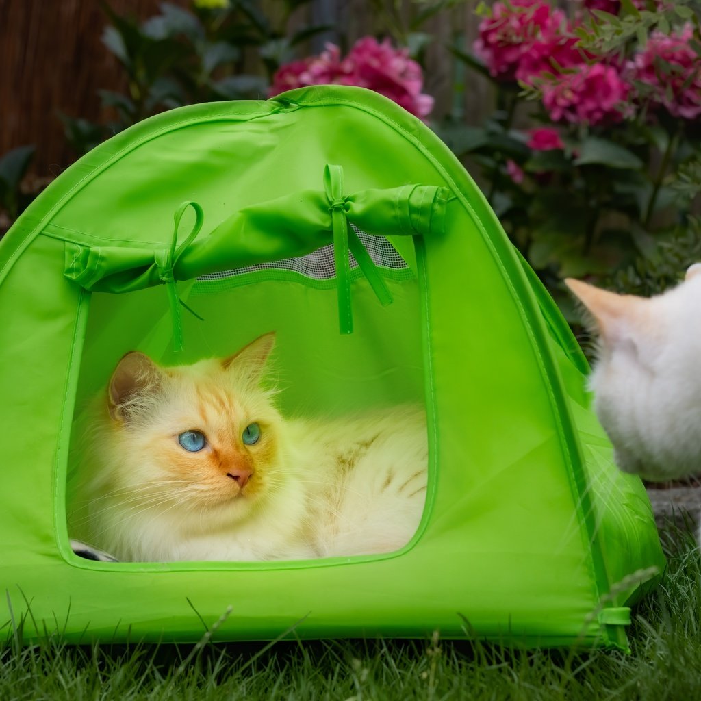 Обои взгляд, кошки, палатка, look, cats, tent разрешение 6000x4000 Загрузить