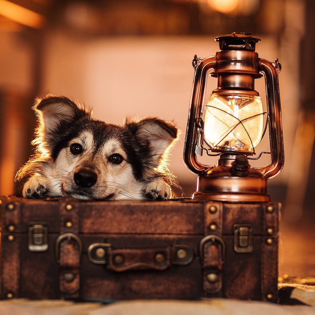 Обои морда, взгляд, лампа, собака, фонарь, чемодан, face, look, lamp, dog, lantern, suitcase разрешение 2048x1365 Загрузить