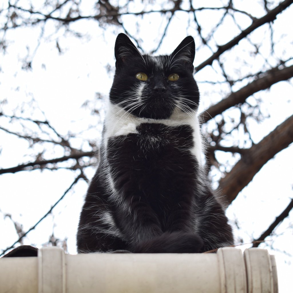 Обои кот, ветки, кошка, взгляд, забор, чёрно-белый, cat, branches, look, the fence, black and white разрешение 6000x4000 Загрузить