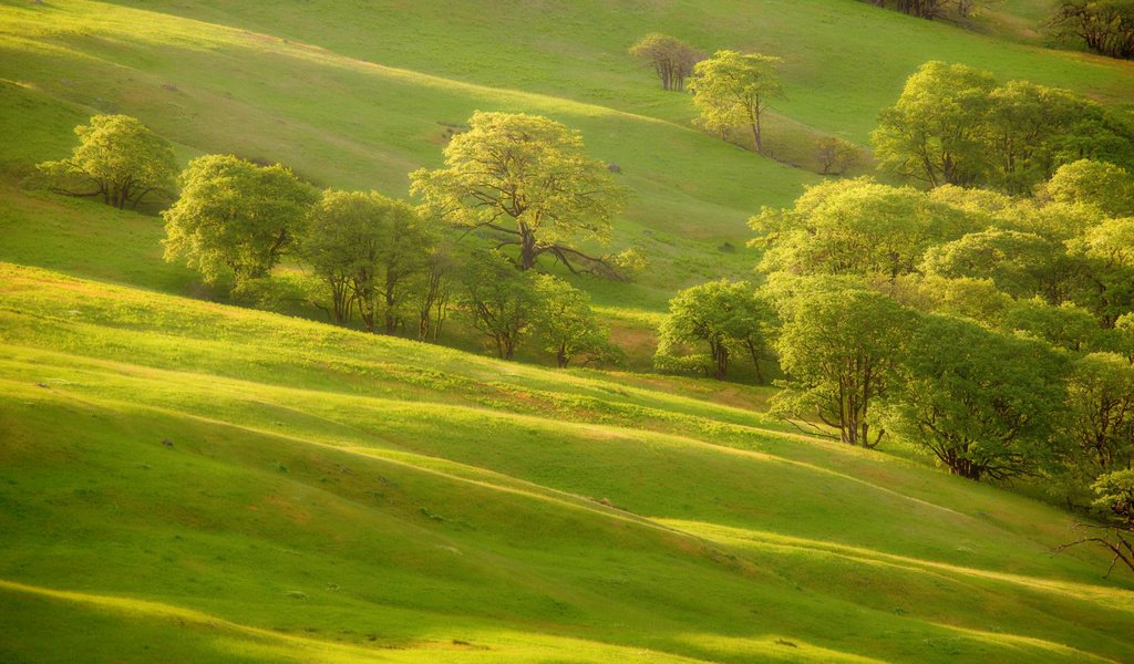 Обои трава, деревья, зелень, склон, холм, grass, trees, greens, slope, hill разрешение 2000x1333 Загрузить