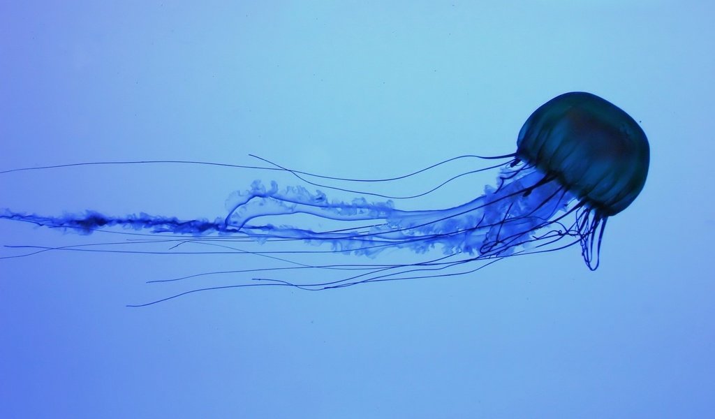 Обои синий, море, океан, медуза, подводный мир, blue, sea, the ocean, medusa, underwater world разрешение 1920x1200 Загрузить