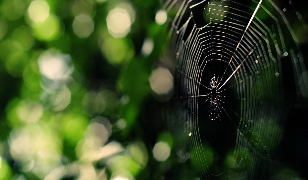 Обои зелень, паук, паутина, greens, spider, web разрешение 1920x1440 Загрузить