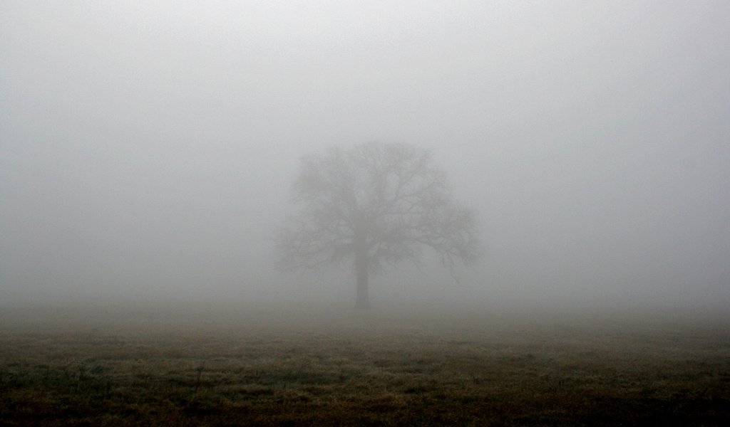 Обои дерево, туман, поле, tree, fog, field разрешение 1944x1296 Загрузить