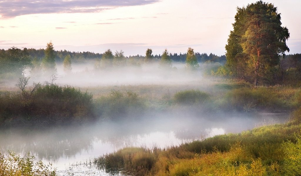 Обои болото, туман, древо, swamp, fog, tree разрешение 1920x1200 Загрузить