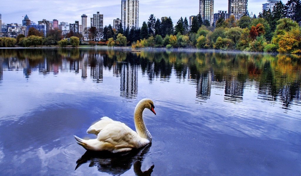 Обои город, пруд, лебедь, the city, pond, swan разрешение 1920x1440 Загрузить