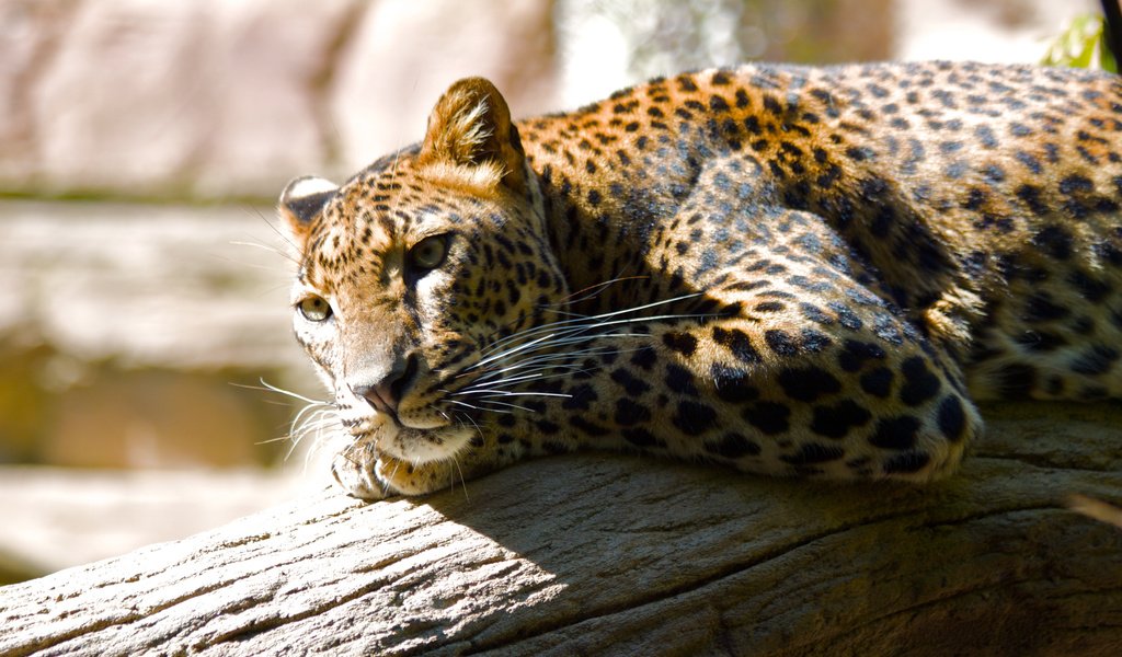 Обои леопард, хищник, большая кошка, отдых, зоопарк, leopard, predator, big cat, stay, zoo разрешение 2560x1600 Загрузить