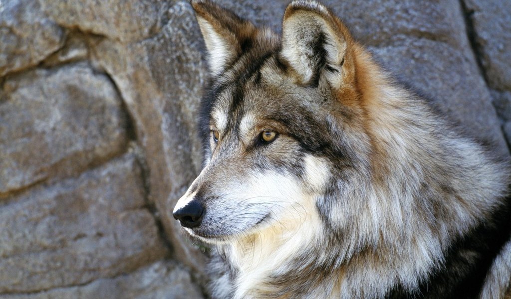 Обои камни, серый, волк, stones, grey, wolf разрешение 2000x1333 Загрузить
