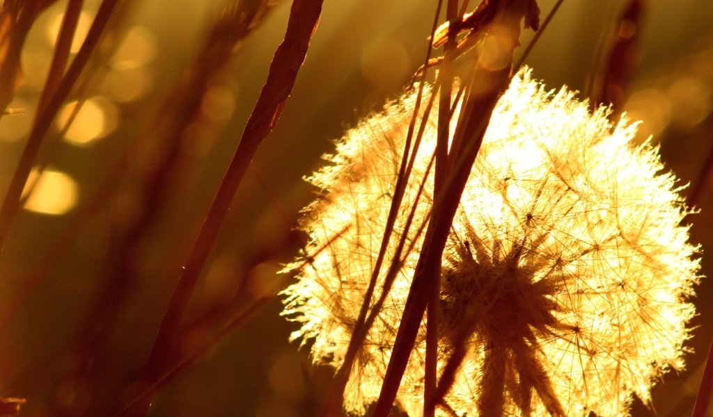 Обои трава, одуванчик, семена, пух, пушинки, былинки, grass, dandelion, seeds, fluff, fuzzes, blade разрешение 1920x1440 Загрузить