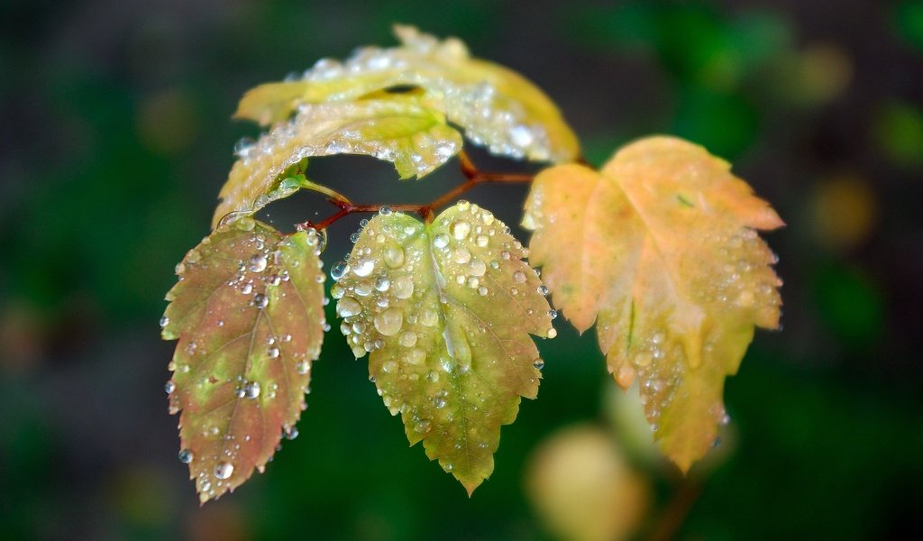 Обои ветка, листья, зелёный, капли, осень, капли воды, branch, leaves, green, drops, autumn, water drops разрешение 2560x1600 Загрузить