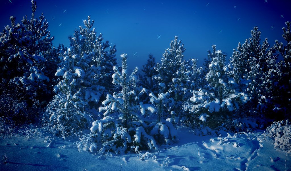 Обои деревья, снег, зима, синий, елки, trees, snow, winter, blue, tree разрешение 2560x1600 Загрузить