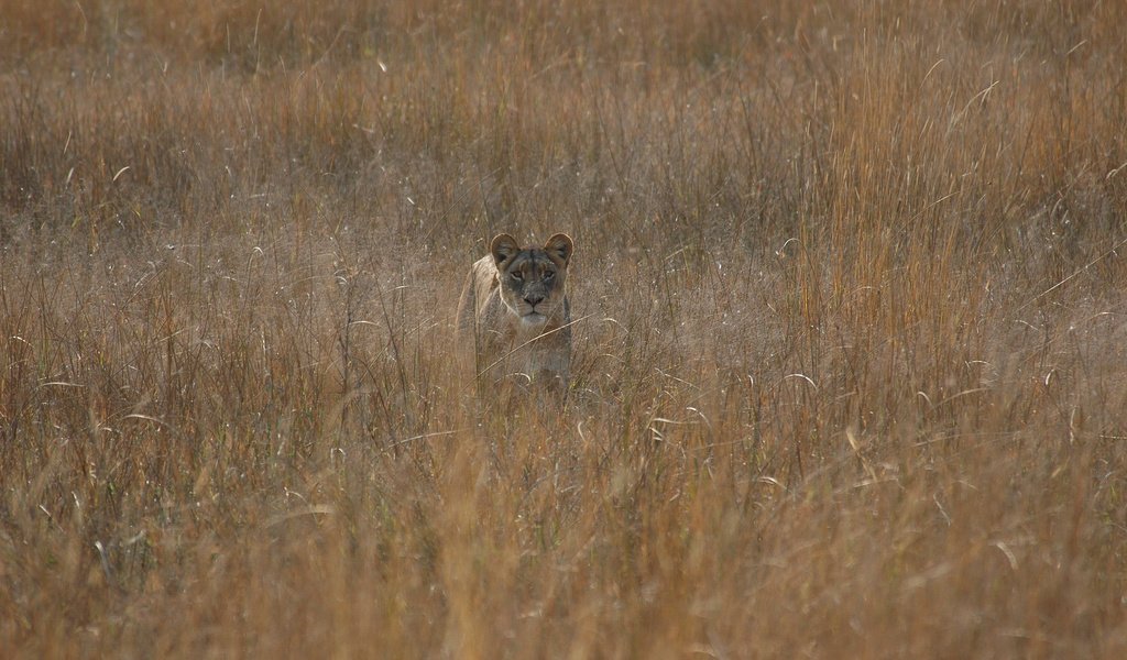 Обои охота, львица, hunting, lioness разрешение 2560x1600 Загрузить