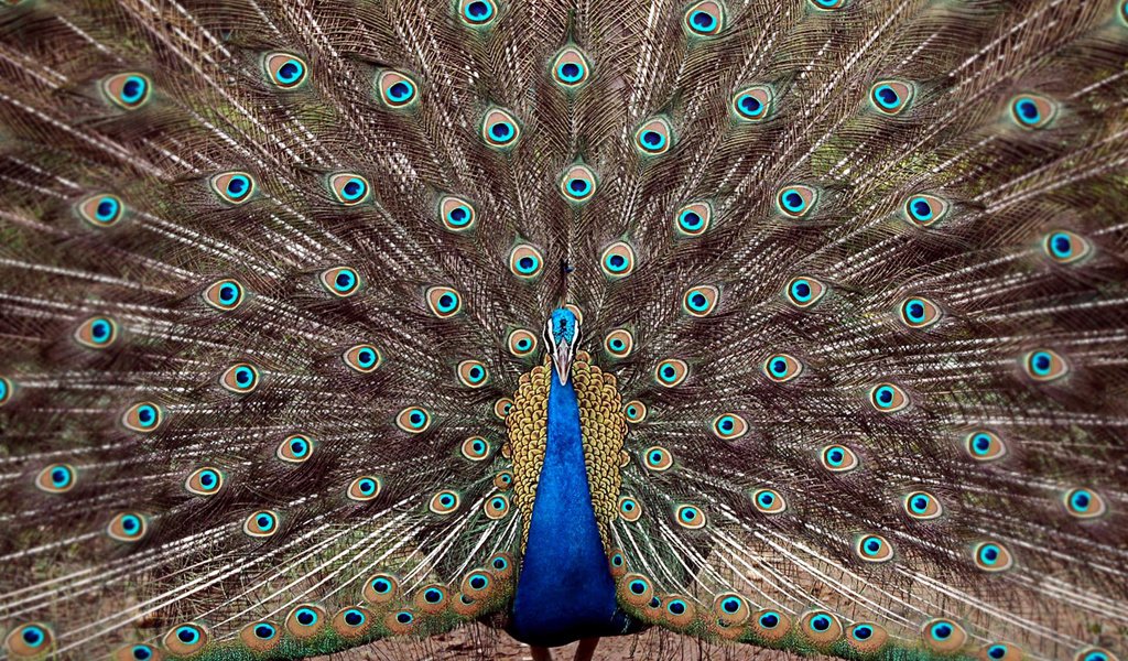 Обои павлин, хвост, peacock, tail разрешение 1920x1200 Загрузить