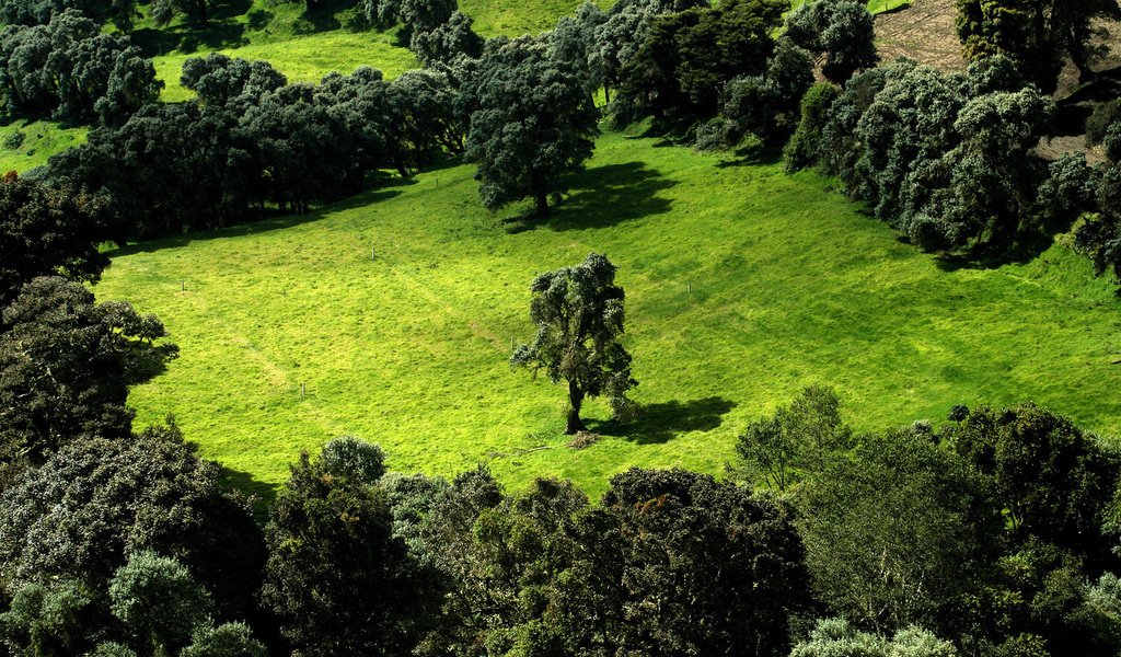 Обои деревья, зелень, поле, trees, greens, field разрешение 1920x1200 Загрузить