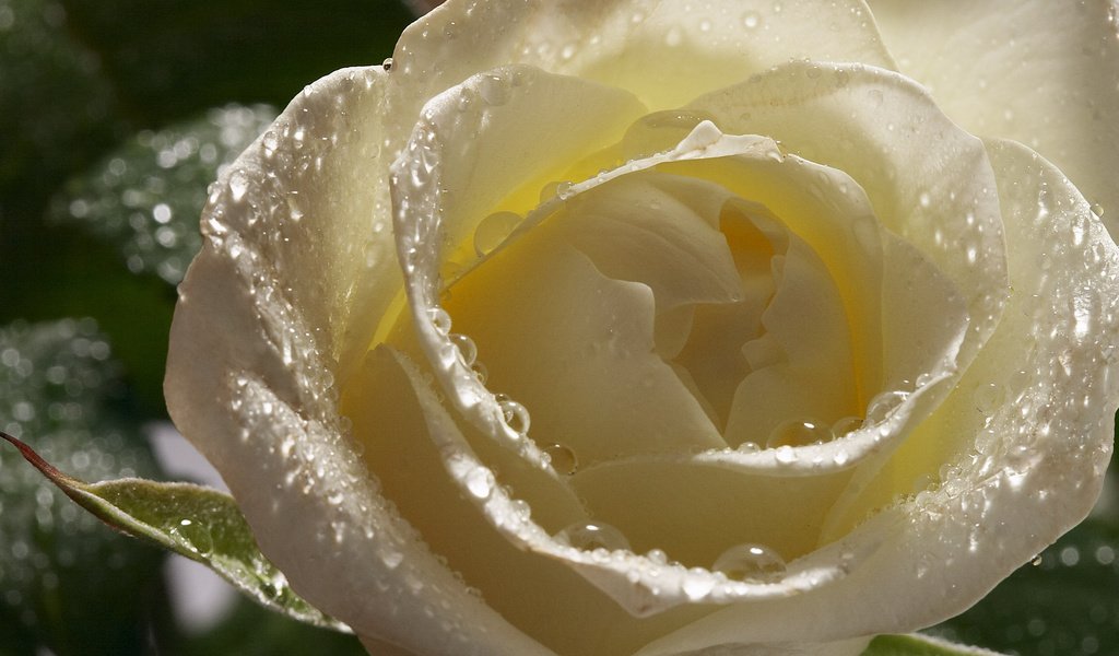 Обои цветы, роса, капли, роза, лепестки, бутон, белая, flowers, rosa, drops, rose, petals, bud, white разрешение 2560x1600 Загрузить