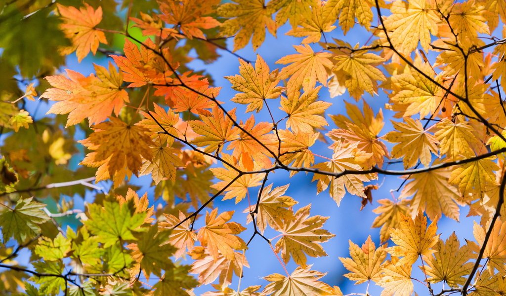 Обои листья, ветки, вид, осень, желтые, снизу, autumn lifs, leaves, branches, view, autumn, yellow, bottom разрешение 1920x1080 Загрузить