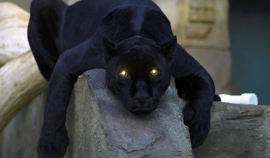 Обои глаза, лежит, пантера, бревно, чёрная пантера, eyes, lies, panther, log, black panther разрешение 1920x1080 Загрузить