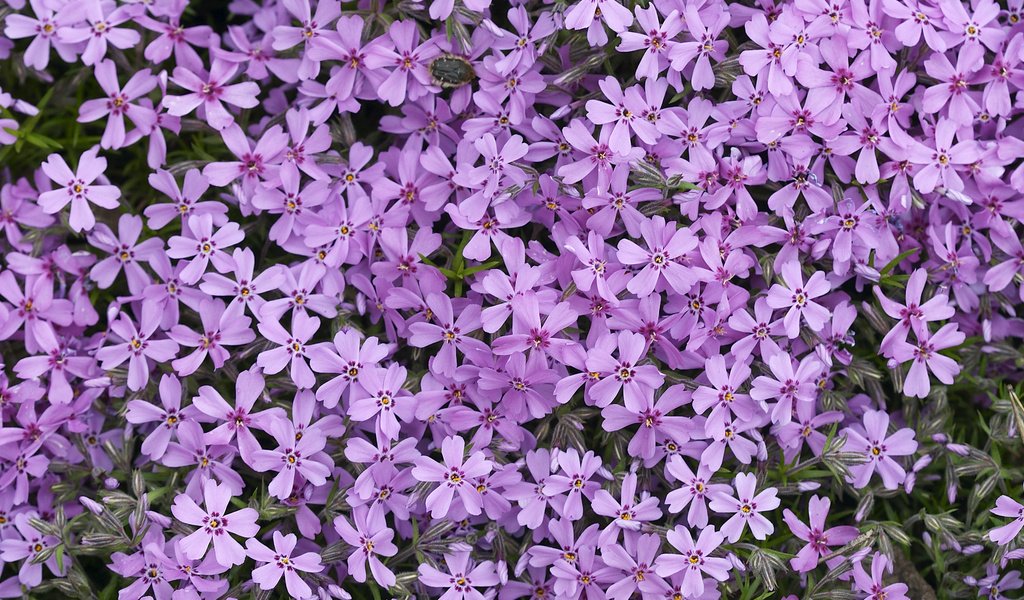 Обои цветы, лепестки, сиреневые, флоксы, флокс, flowers, petals, lilac, phlox разрешение 2560x1600 Загрузить