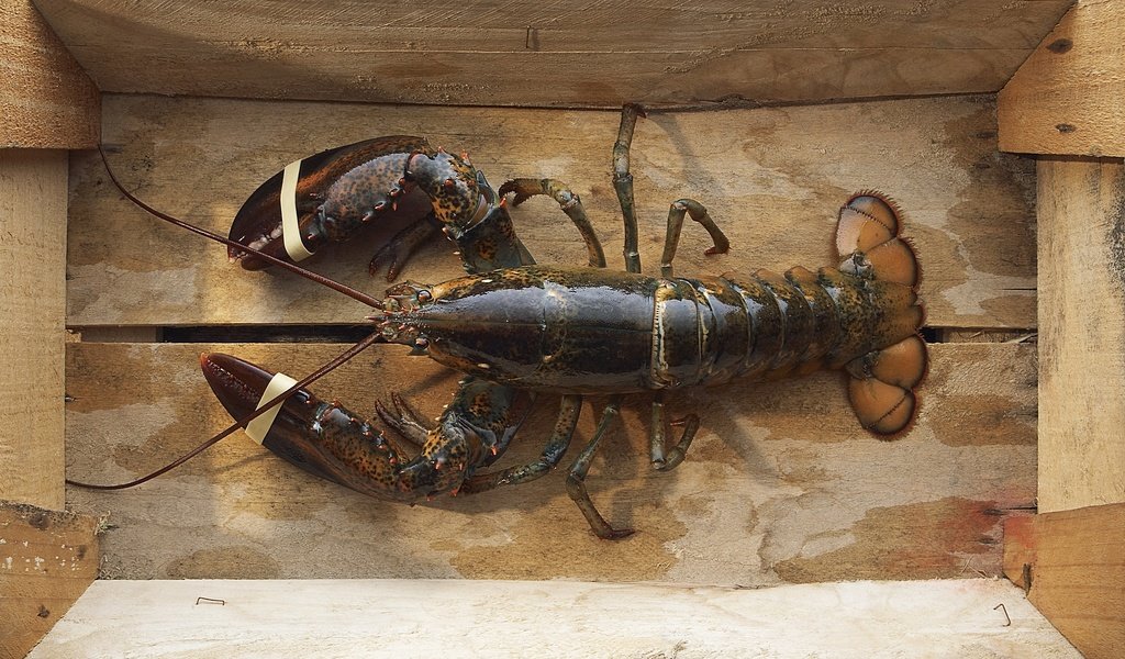 Обои морепродукты, лобстер, рак, seafood, lobster, cancer разрешение 1920x1200 Загрузить