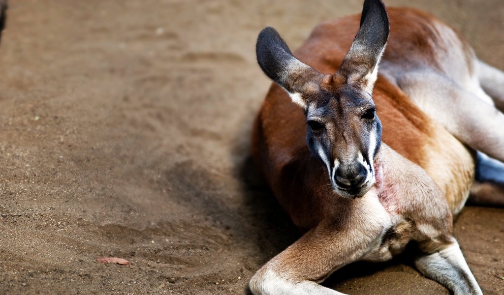 Обои животные, отдыхает, кенгуру, animals, resting, kangaroo разрешение 2560x1600 Загрузить