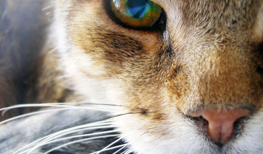 Обои кот, мордочка, усы, кошка, взгляд, глаз, cat, muzzle, mustache, look, eyes разрешение 1920x1440 Загрузить