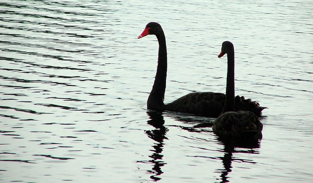 Обои вода, птицы, лебедь, черный лебедь, water, birds, swan, black swan разрешение 1920x1200 Загрузить