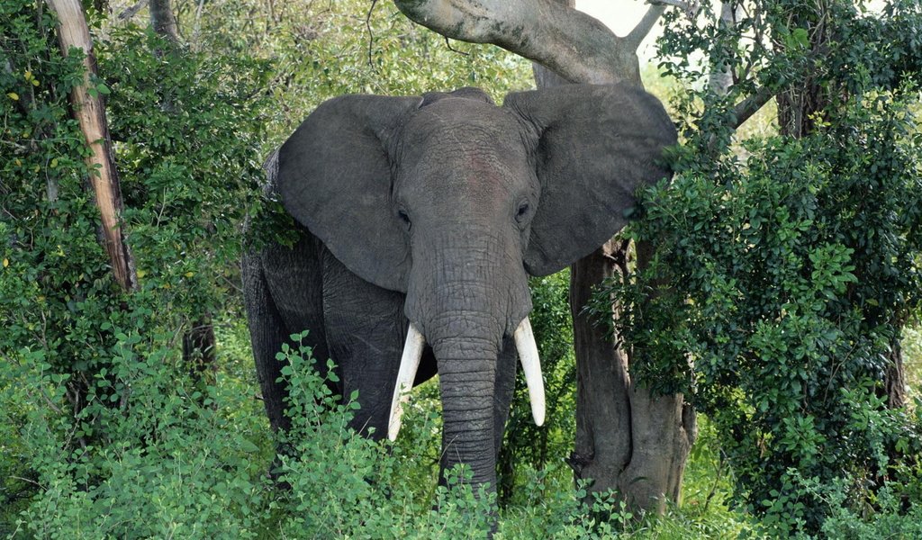 Обои природа, слон, уши, хобот, бивни, африканский слон, nature, elephant, ears, trunk, tusks, african elephant разрешение 1920x1200 Загрузить