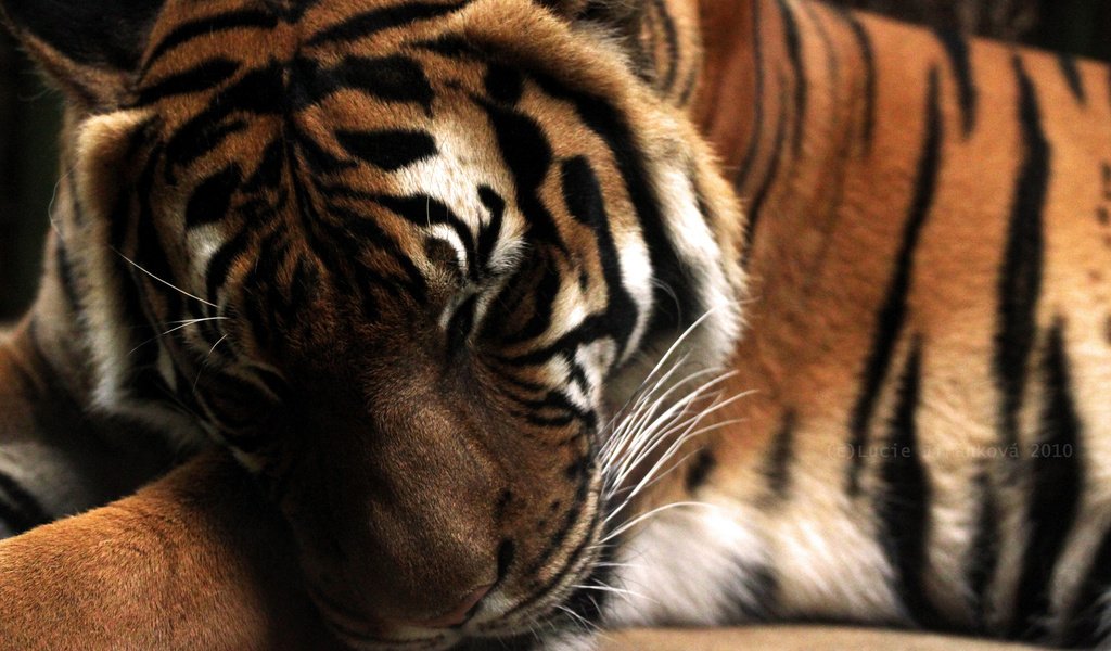 Обои тигр, хищник, большая кошка, спящий тигр, tiger, predator, big cat, the sleeping tiger разрешение 1920x1280 Загрузить