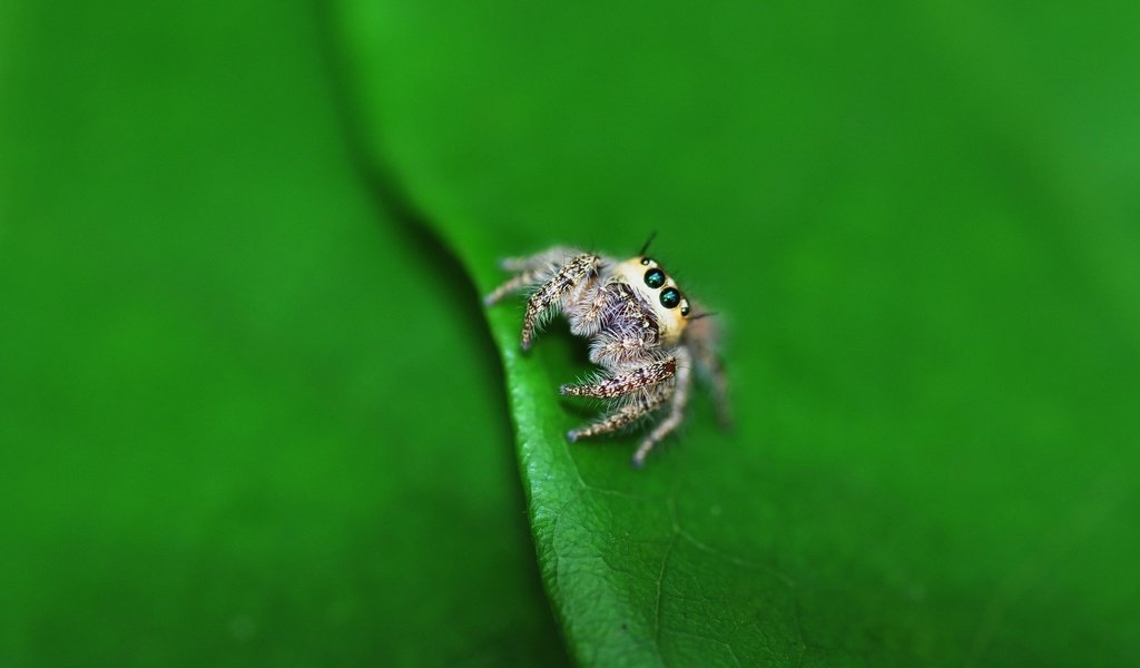 Обои глаза, маленький, лист, насекомые, паук, лапки, паучок, eyes, small, sheet, insects, spider, legs разрешение 1920x1200 Загрузить
