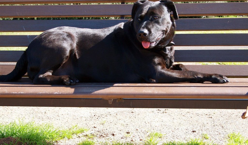 Обои собака, скамейка, черная, кане-корсо, dog, bench, black, cane corso разрешение 1920x1200 Загрузить