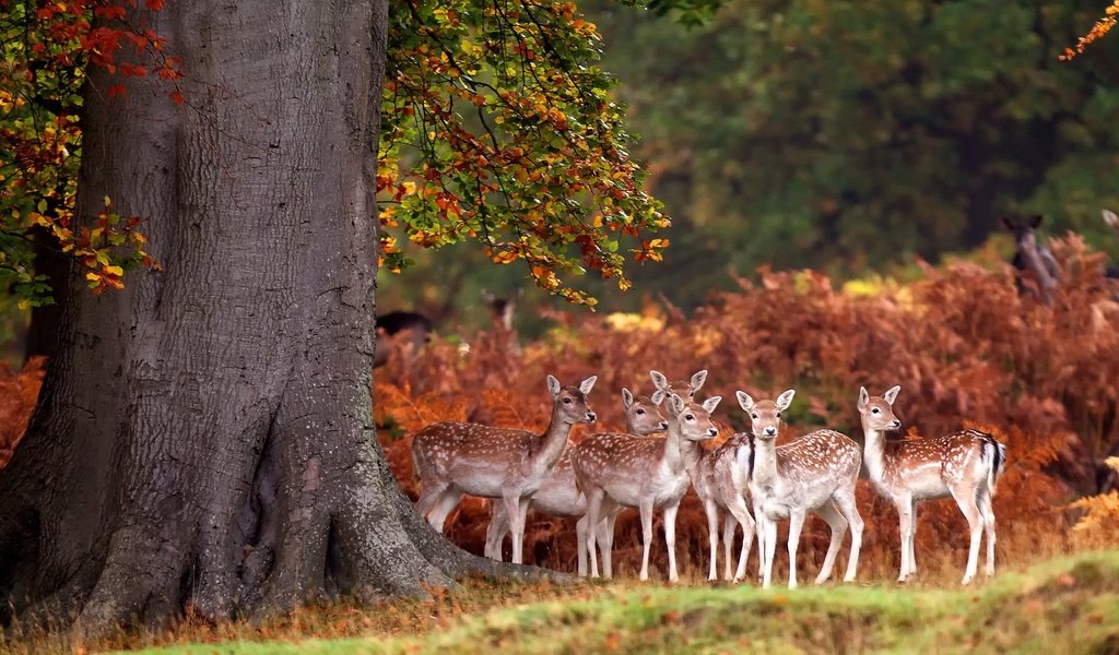 Обои олени, бэмби, deer, bambi разрешение 1920x1200 Загрузить